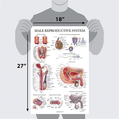 male nudity|Male reproductive system (human) Forum